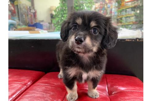 成約済の京都府のチワックス:チワワ×ミニチュアダックスフンド-102482