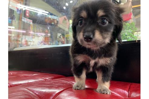 成約済の京都府のチワックス:チワワ×ミニチュアダックスフンド-102482の6枚目