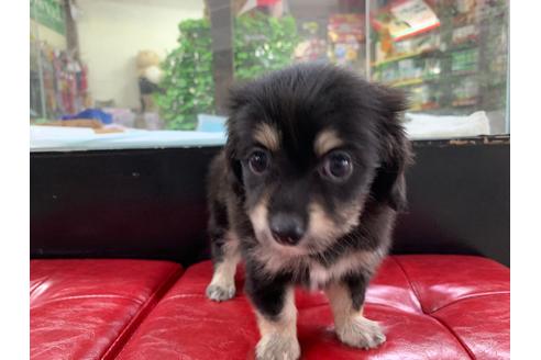 成約済の京都府のチワックス:チワワ×ミニチュアダックスフンド-102482の5枚目