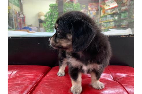 成約済の京都府のチワックス:チワワ×ミニチュアダックスフンド-102482の4枚目