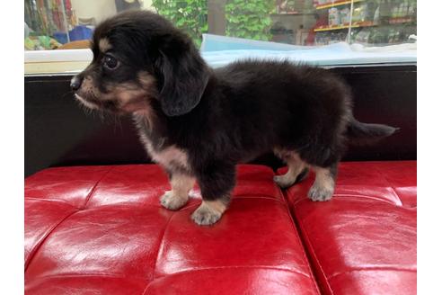 成約済の京都府のチワックス:チワワ×ミニチュアダックスフンド-102482の3枚目