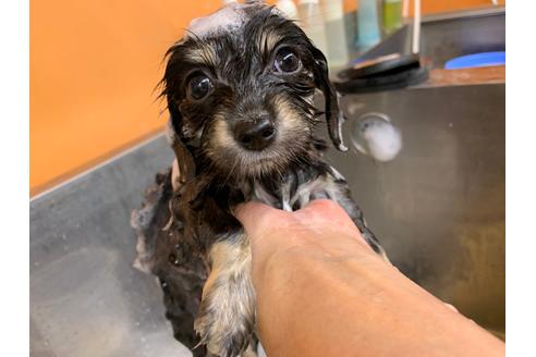 成約済の京都府のチワックス:チワワ×ミニチュアダックスフンド-102482の2枚目