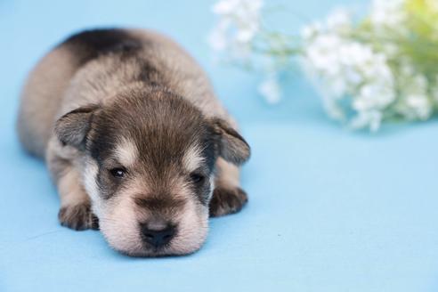 成約済の香川県のミニチュアシュナウザー-102484の1枚目