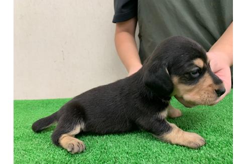 成約済の愛知県のミニチュアダックスフンド(スムースヘアード)-102491の4枚目