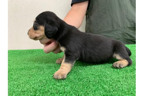 成約済の愛知県のミニチュアダックスフンド(スムースヘアード)-102491の2枚目