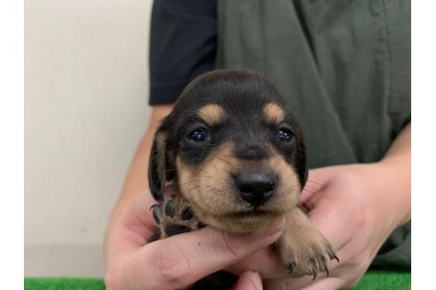 成約済の愛知県のミニチュアダックスフンド(スムースヘアード)-102493の1枚目