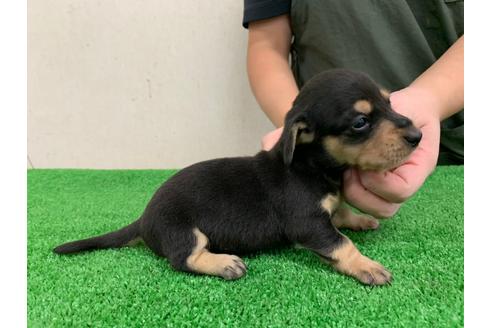 成約済の愛知県のミニチュアダックスフンド(スムースヘアード)-102493の3枚目
