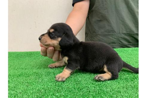 成約済の愛知県のミニチュアダックスフンド(スムースヘアード)-102493の2枚目