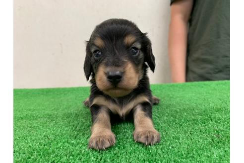 成約済の愛知県のミニチュアダックスフンド(ロングヘアード)-102494の1枚目