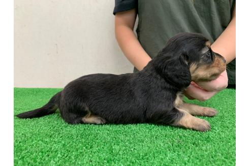 成約済の愛知県のミニチュアダックスフンド(ロングヘアード)-102494の4枚目