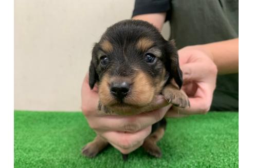 成約済の愛知県のミニチュアダックスフンド(ロングヘアード)-102494の3枚目