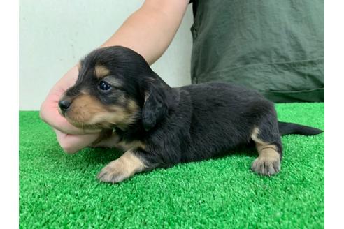 成約済の愛知県のミニチュアダックスフンド(ロングヘアード)-102494の2枚目