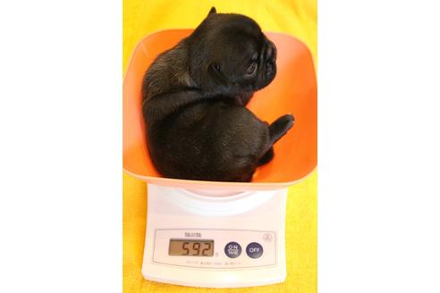 成約済の愛知県のフレンチブルドッグ-102104の22枚目