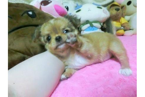 成約済の群馬県のチワワ(ロングコート)-102169の3枚目