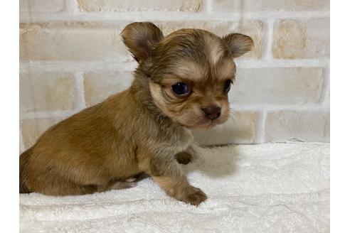 50万円以下のロングコートチワワの子犬を探す ブリーダーナビ