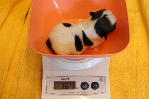 成約済の愛知県のシーズー-102380の31枚目