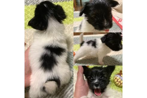 成約済の千葉県のパピヨン-101996の4枚目