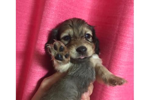 成約済の北海道のミニチュアダックスフンド(ロングヘアード)-102527の1枚目