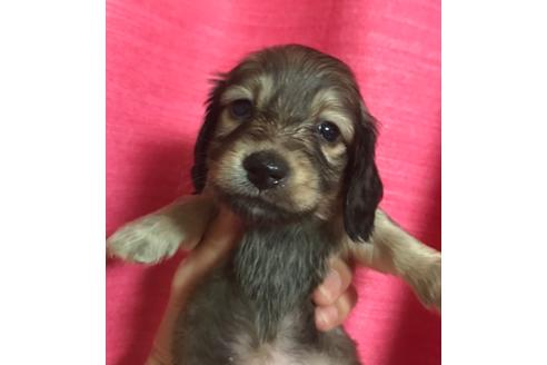 成約済の北海道のミニチュアダックスフンド(ロングヘアード)-102528の1枚目