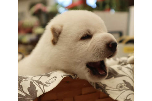 成約済の沖縄県の柴犬-102537の1枚目