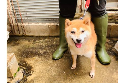 成約済の茨城県の豆柴-102542の3枚目