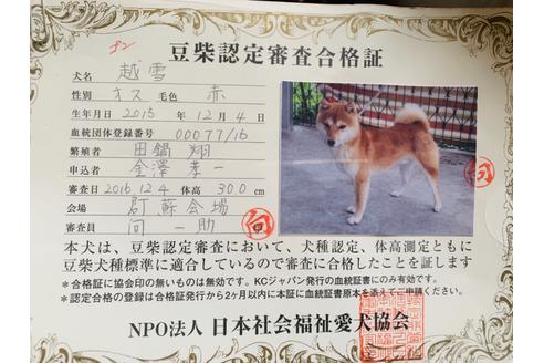 成約済の茨城県の豆柴-102542の2枚目