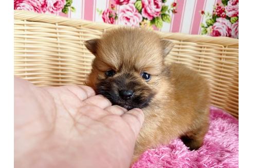 成約済の秋田県のポメラニアン-102548の6枚目