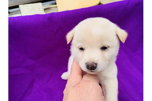 成約済の茨城県の柴犬-102204の1枚目