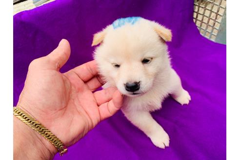 成約済の茨城県の柴犬-102558の1枚目