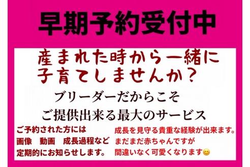 成約済の秋田県のマルプー:マルチーズ×トイプードル-102523の9枚目