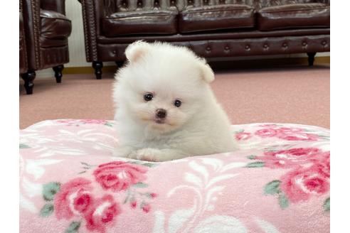 成約済の香川県のポメラニアン-101055の4枚目