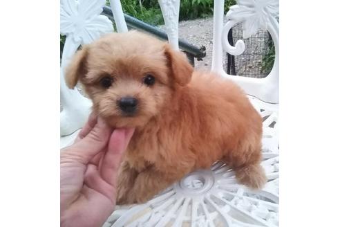成約済の岐阜県のミックス犬-102631
