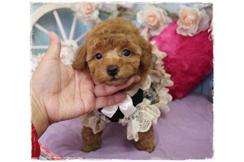 成約済の岡山県のタイニープードル-100741の4枚目