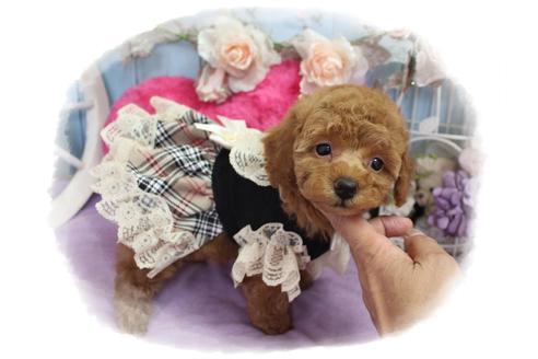 成約済の岡山県のタイニープードル-100741の3枚目