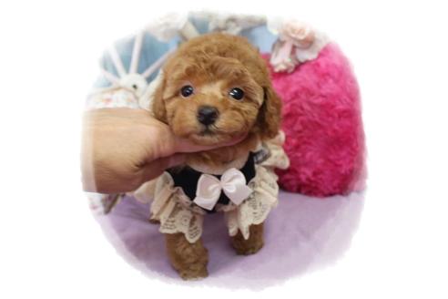 成約済の岡山県のタイニープードル-100741の2枚目