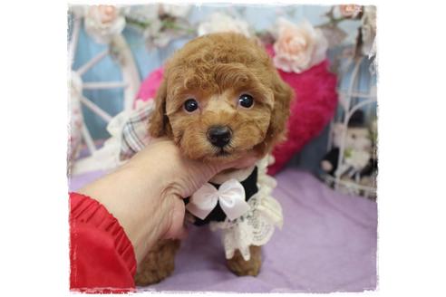 成約済の岡山県のタイニープードル-100741の1枚目