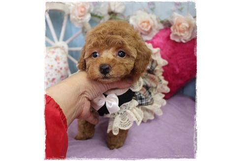 成約済の岡山県のタイニープードル-100741の6枚目