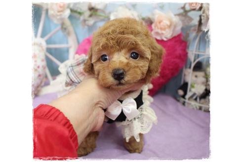 成約済の岡山県のタイニープードル-100741の5枚目