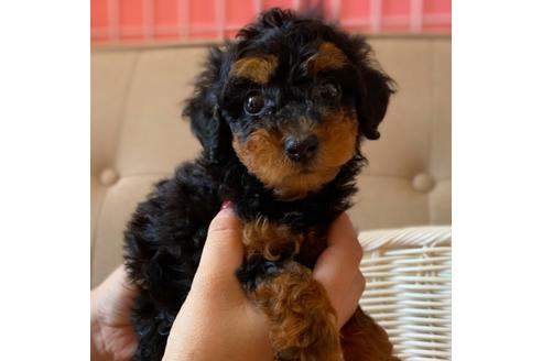 成約済の神奈川県のミックス犬-102655の4枚目