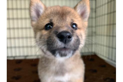 成約済の福岡県の豆柴-100637の1枚目