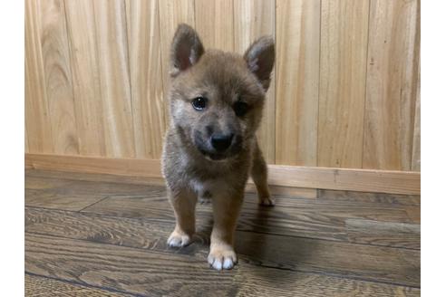 成約済の福岡県の豆柴-100637の3枚目