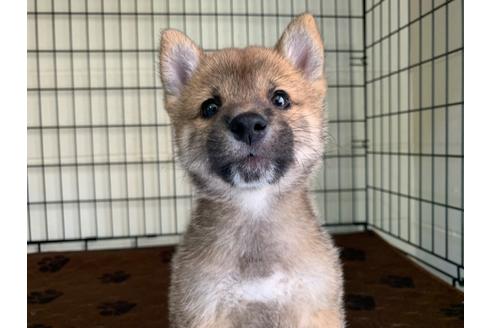 成約済の福岡県の豆柴-100637の2枚目