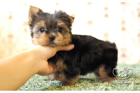 成約済の愛知県のヨークシャーテリア-102680の5枚目
