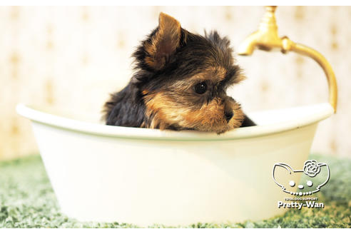 成約済の愛知県のヨークシャーテリア-102680の4枚目