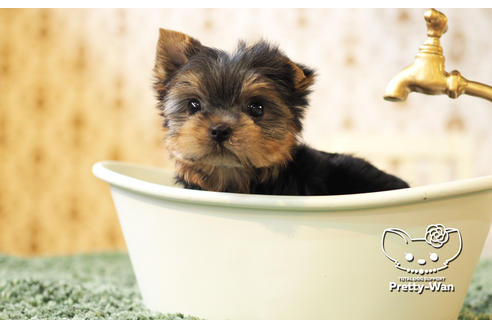 成約済の愛知県のヨークシャーテリア-102680の3枚目