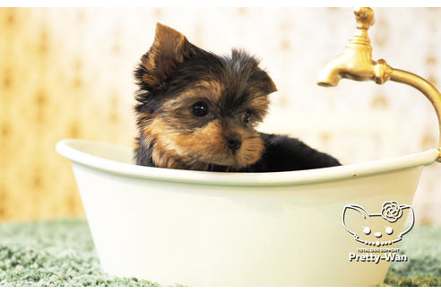 成約済の愛知県のヨークシャーテリア-102680の2枚目