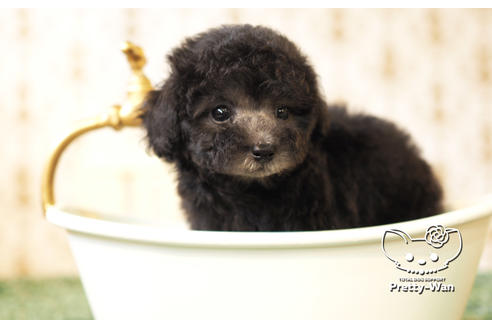 成約済の愛知県のタイニープードル-102683の1枚目