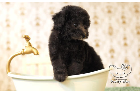 成約済の愛知県のタイニープードル-102683の7枚目