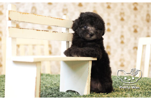 成約済の愛知県のタイニープードル-102683の4枚目