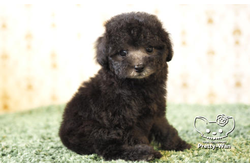 成約済の愛知県のタイニープードル-102683の3枚目